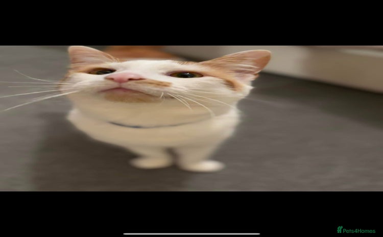 British Shorthair cats - Advert 2