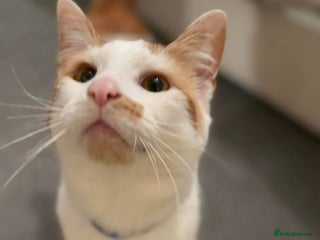 British Shorthair cats - Advert 11