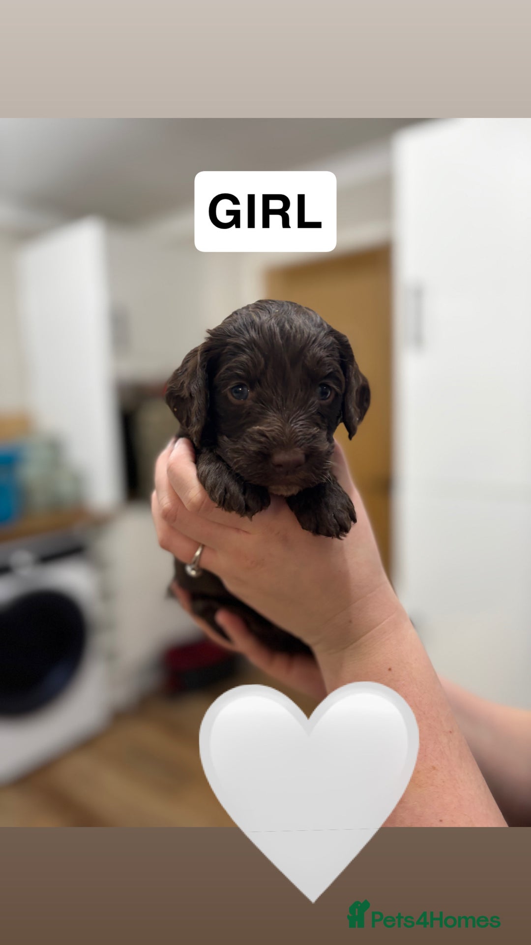 Cockapoo dogs for sale: Cockapoos - Advert 9