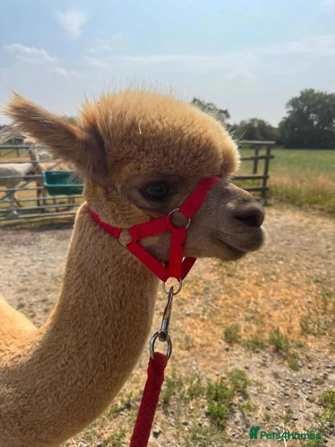 Alpaca livestock for sale: Tony, Timmy & Teddy – BACS Registered Alpaca Trio in Markfield - Advert 13