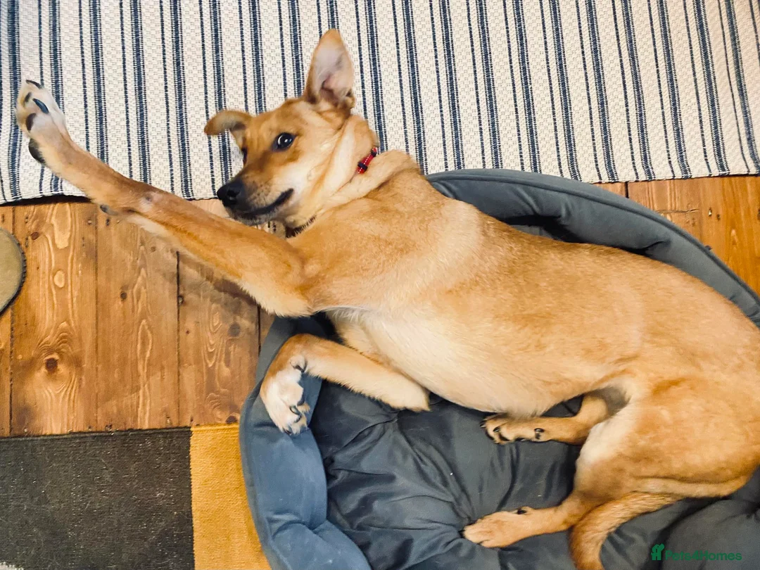 Mixed Breed dogs for adoption: Sandy for adoption in Leigh-on-Sea - Advert 10