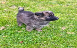 German Shepherd dogs for sale: German shepherd puppies for sale  - Image 9