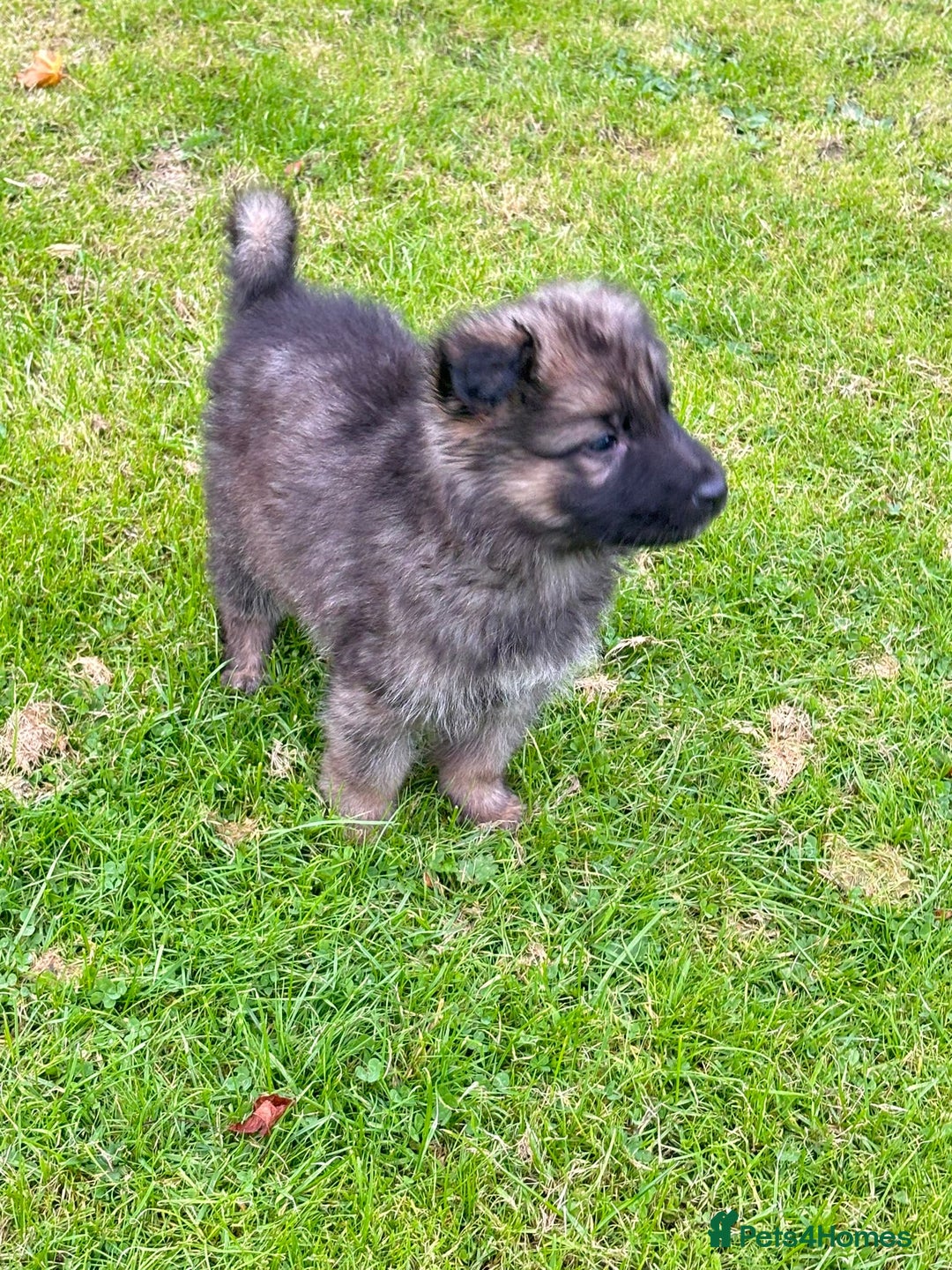 German Shepherd dogs for sale: German shepherd puppies for sale  - Image 9