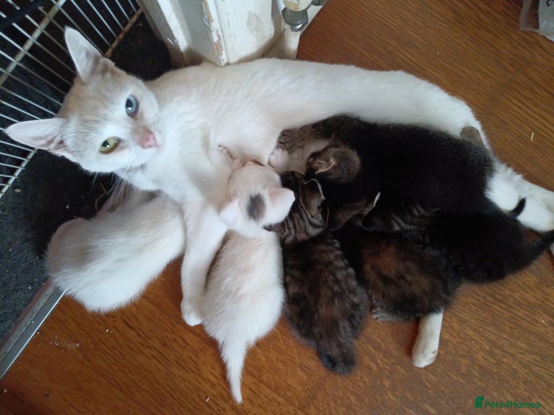 Mixed Breed cats for sale: Beautiful friendly kittens for sale - Image 13