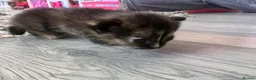 Mixed Breed cats for sale: 2 mixed bread tabby kittens  - Advert 2