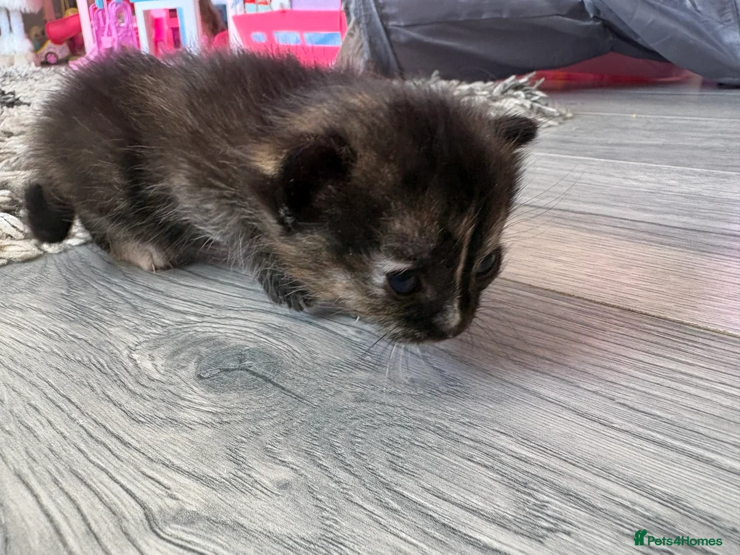 Mixed Breed cats for sale: 2 mixed bread tabby kittens  - Advert 2