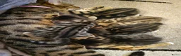 Bengal cats for sale: Beautiful Bengal X Kittens - Advert 7