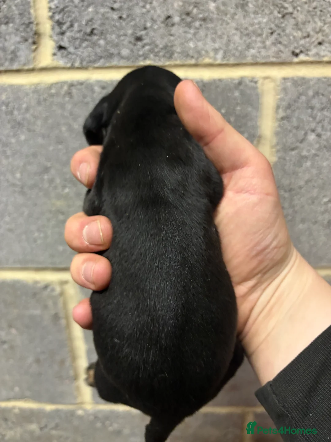 Miniature Dachshund dogs for sale: 5 stunning Dachshund puppies  in Redcar - Advert 3