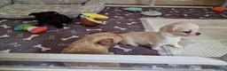 Chihuahua dogs for sale: Stunning Chihuahua Puppies Ready Soon 🐾 - Advert 22