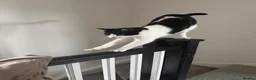 Domestic Shorthair cats for sale: Pair of Tuxedos (2 years old) - Advert 12