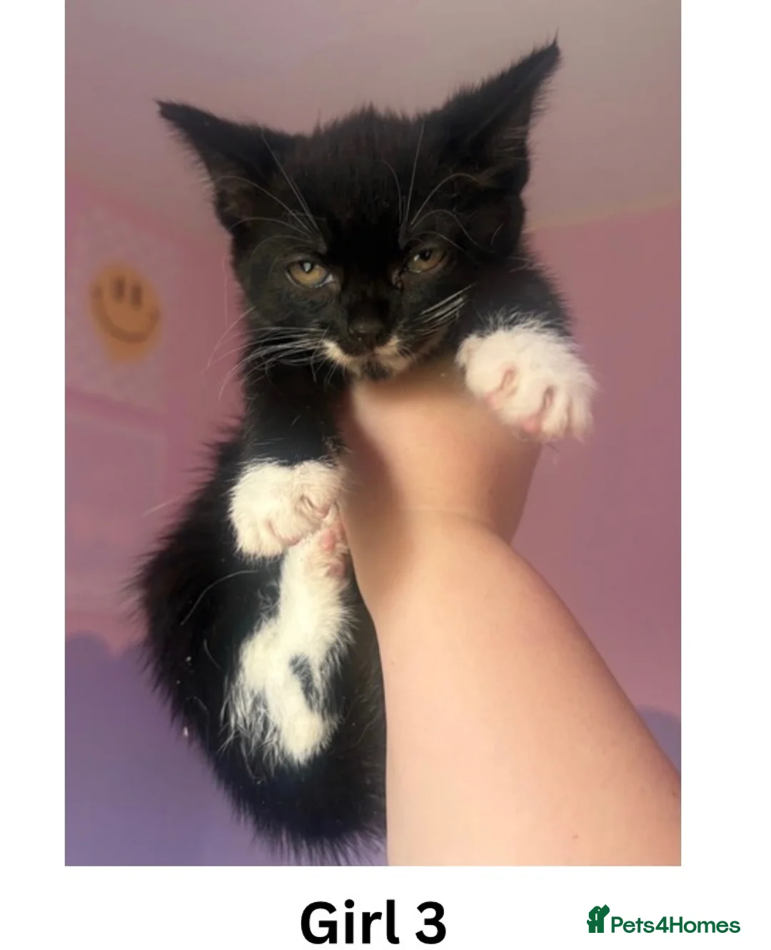 Mixed Breed cats for sale: Sweet kittens need loving homes - Advert 4