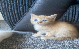 Ragdoll cats for sale: stunning ragdoll kittens - Image 12