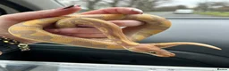 Python Snake reptiles for sale: Coral glow het fire ball python - Advert 3