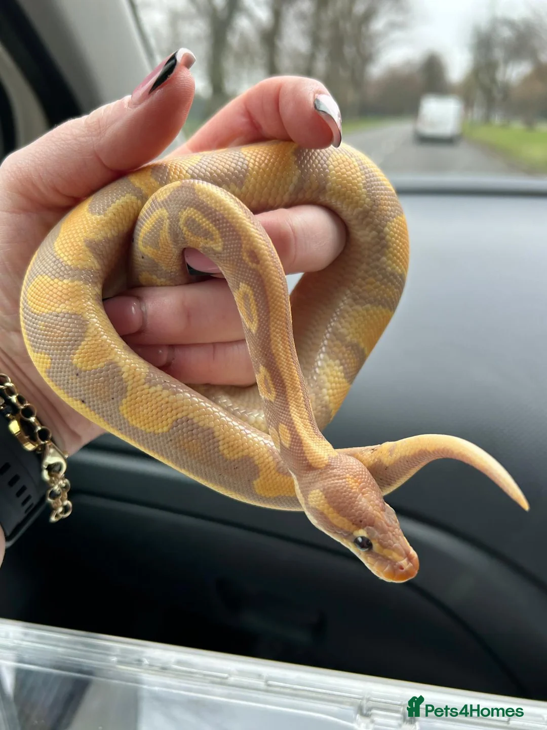 Python Snake reptiles for sale: Coral glow het fire ball python - Advert 3