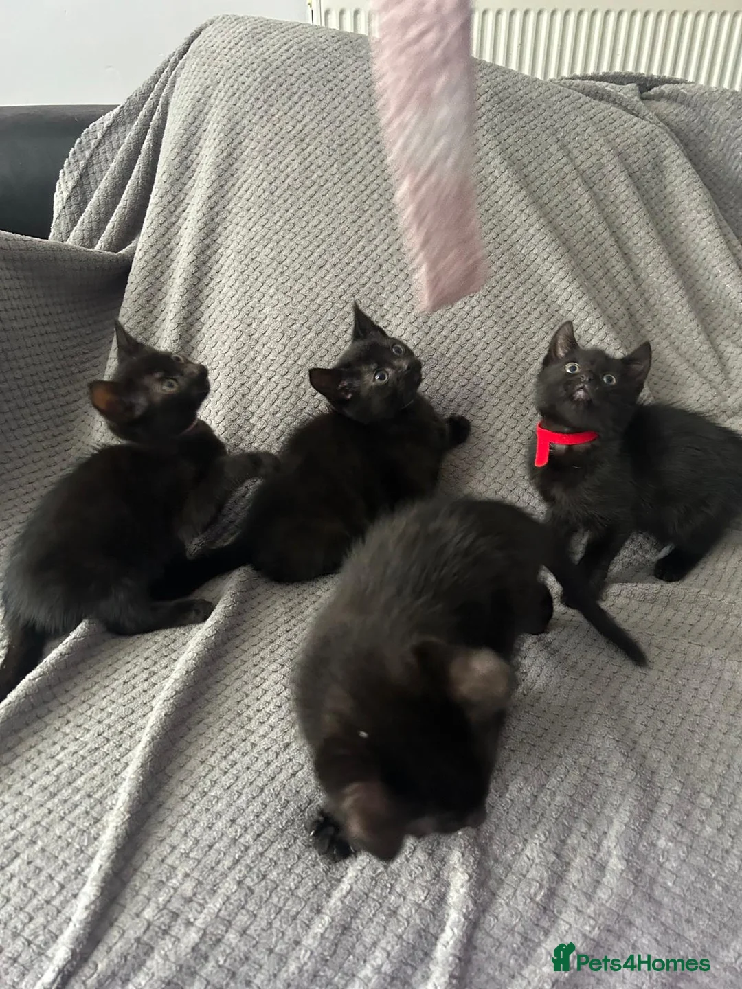 Mixed Breed cats for sale: 4 gorgeous black kittens for sale  - Advert 2