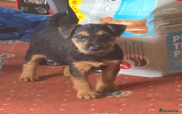 Lakeland Terrier dogs for sale: Lakeland terrier pups  - Image 6