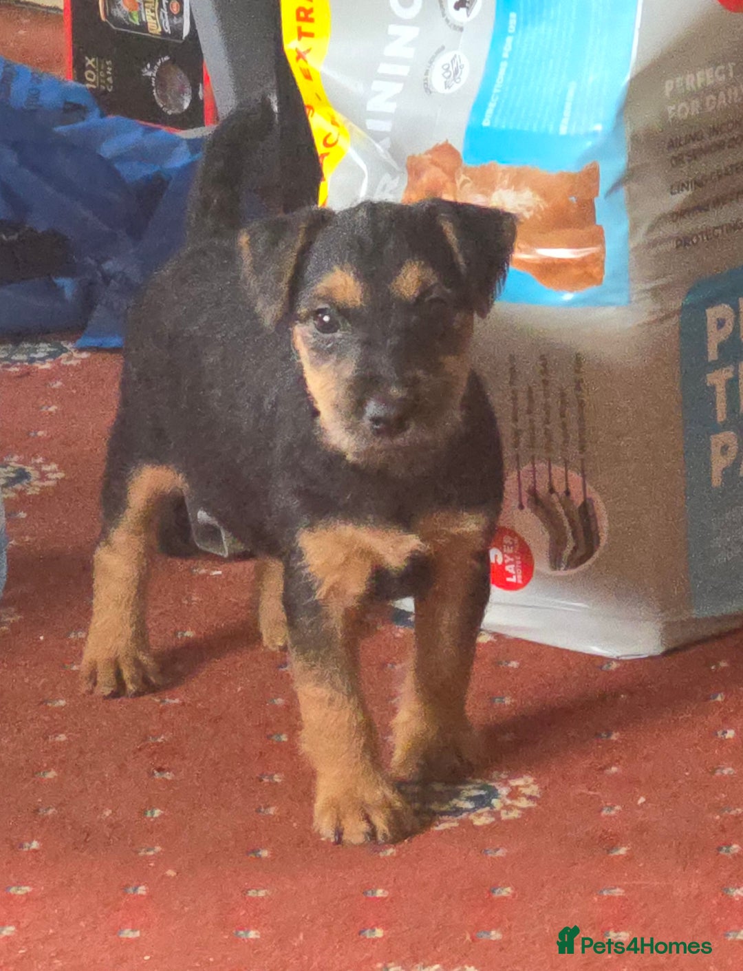 Lakeland Terrier dogs for sale: Lakeland terrier pups  - Image 6