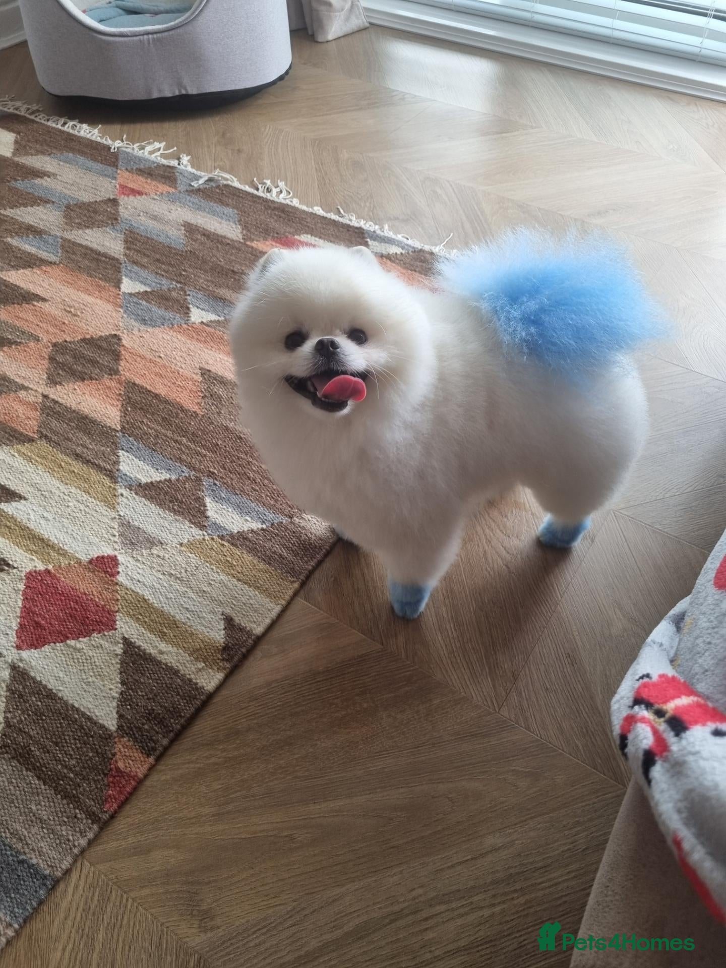 Pomeranian dogs Beautiful white pomeranian  - Advert 1