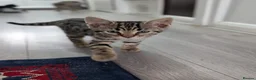 Bengal cats for sale: 4 Lovely bengals - ready to leave - Advert 6