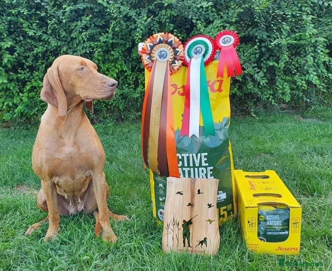 Hungarian Vizsla dogs for sale: Champion grade import vizslas puppies - Advert 2