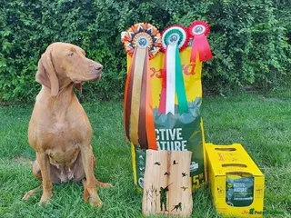 Hungarian Vizsla dogs OUTSTANDING KC Import vizslas puppies - Advert 1