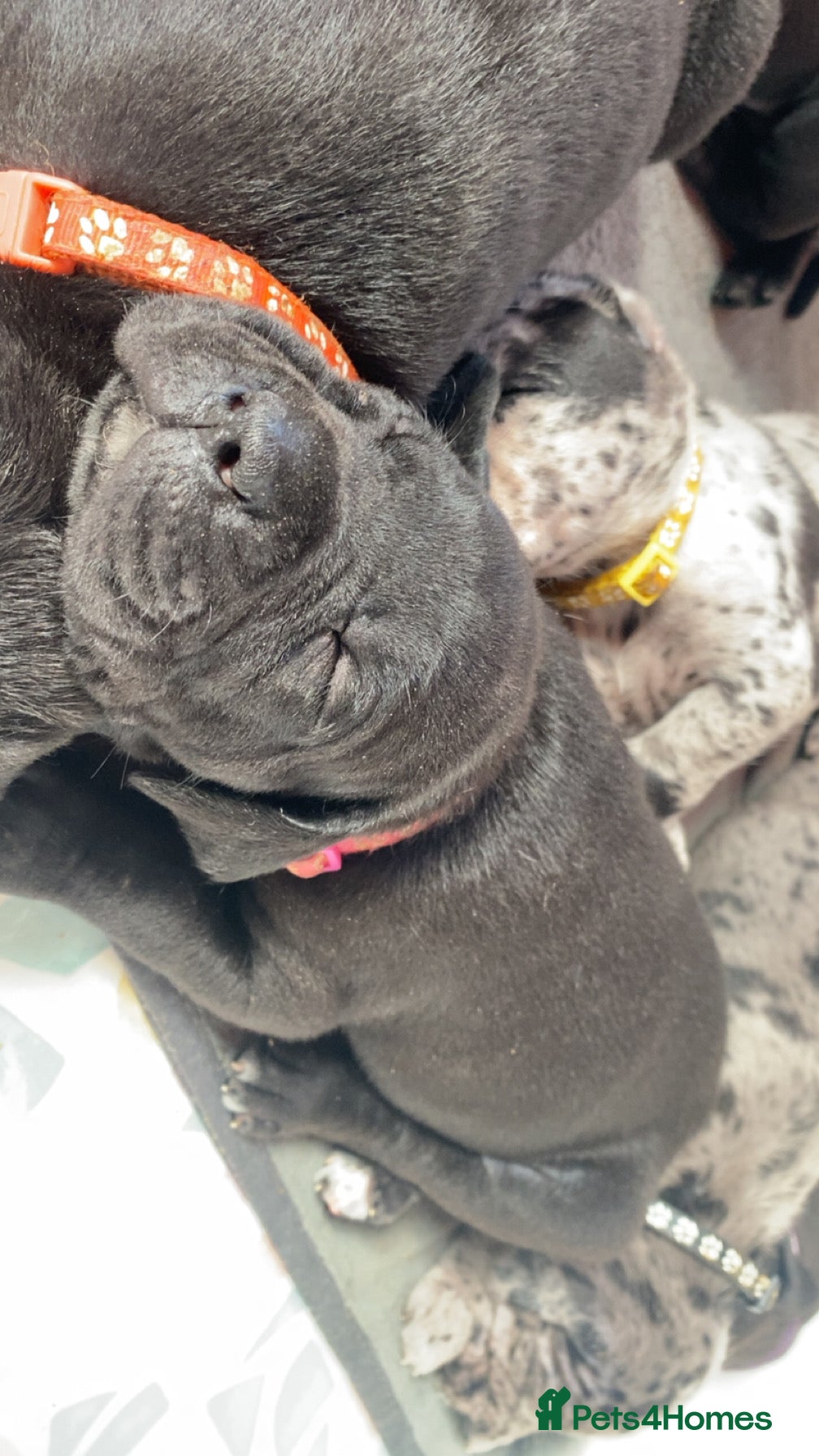 Mixed Breed dogs Beautiful Italian daniffs (Great Dane/cane corso)  - Advert 16