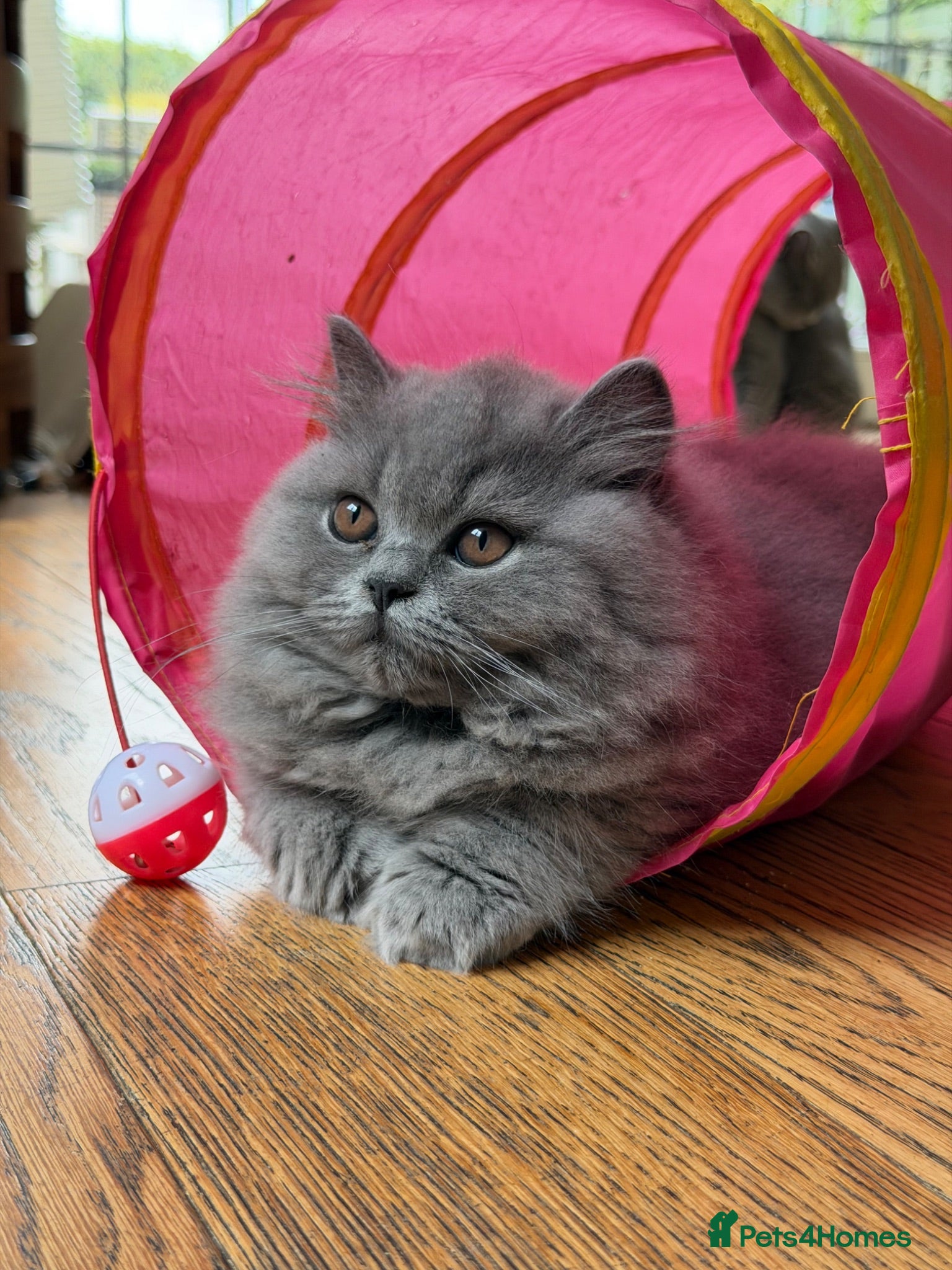 British Longhair cats Two British Blue Longhair Boys 💙 - Advert 1