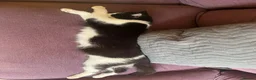 British Shorthair cats for sale: Female cat in Preston - Advert 5