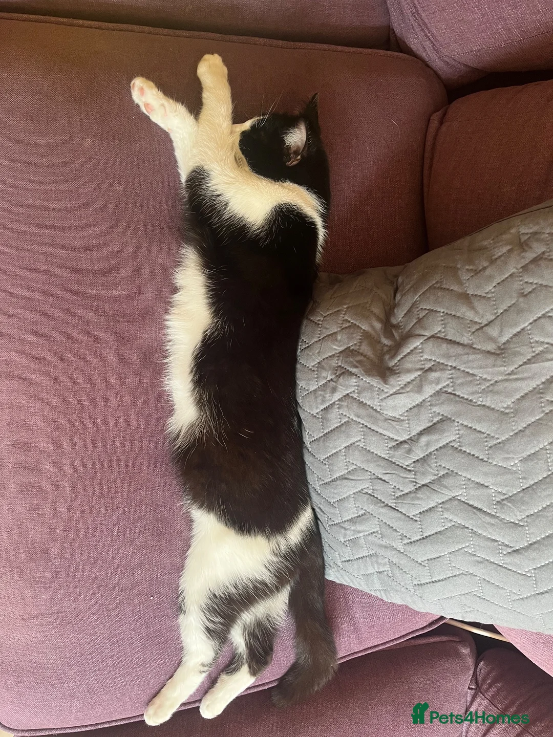 British Shorthair cats for sale: Female cat in Preston - Advert 5