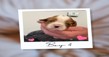 Cavalier King Charles Spaniel dogs KC Cavalier King Charles Spaniel 🧬 Tested Parents - Advert 8