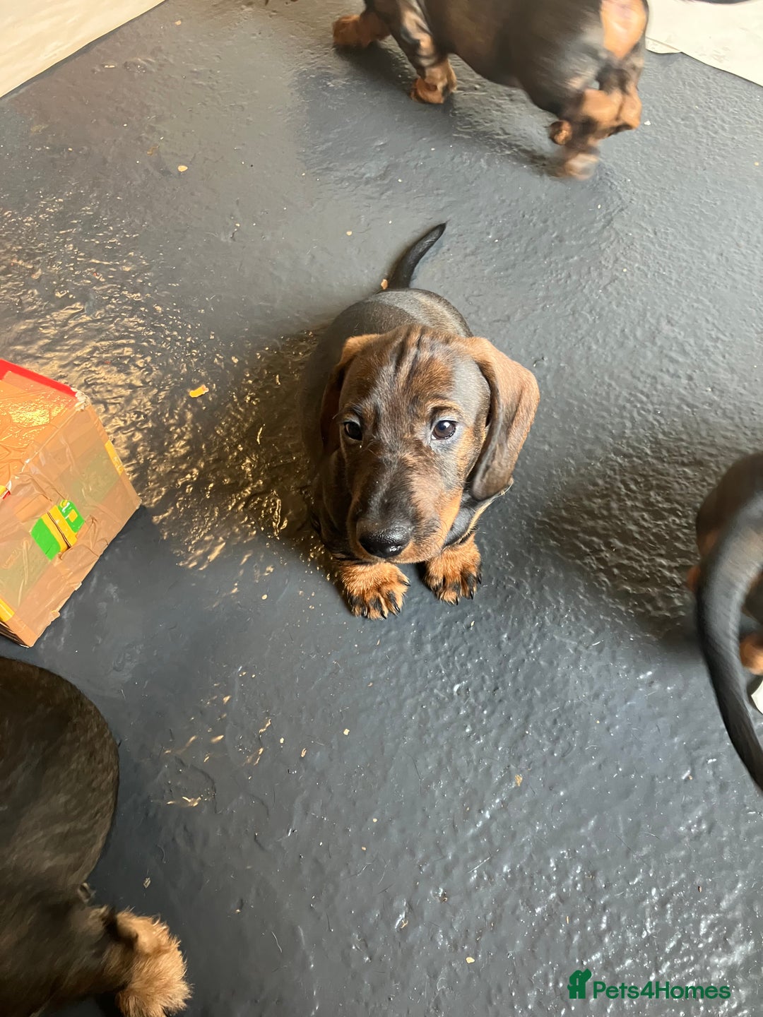 Dachshund dogs for sale: Working Teckel puppies for sale TWO ONLY LEFT - Image 8
