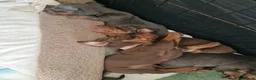 Miniature Dachshund dogs for sale: Beautiful Dachshunds - Advert 7