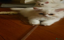 Persian cats for sale: 2 white lovely Persian female kittens  - Image 6