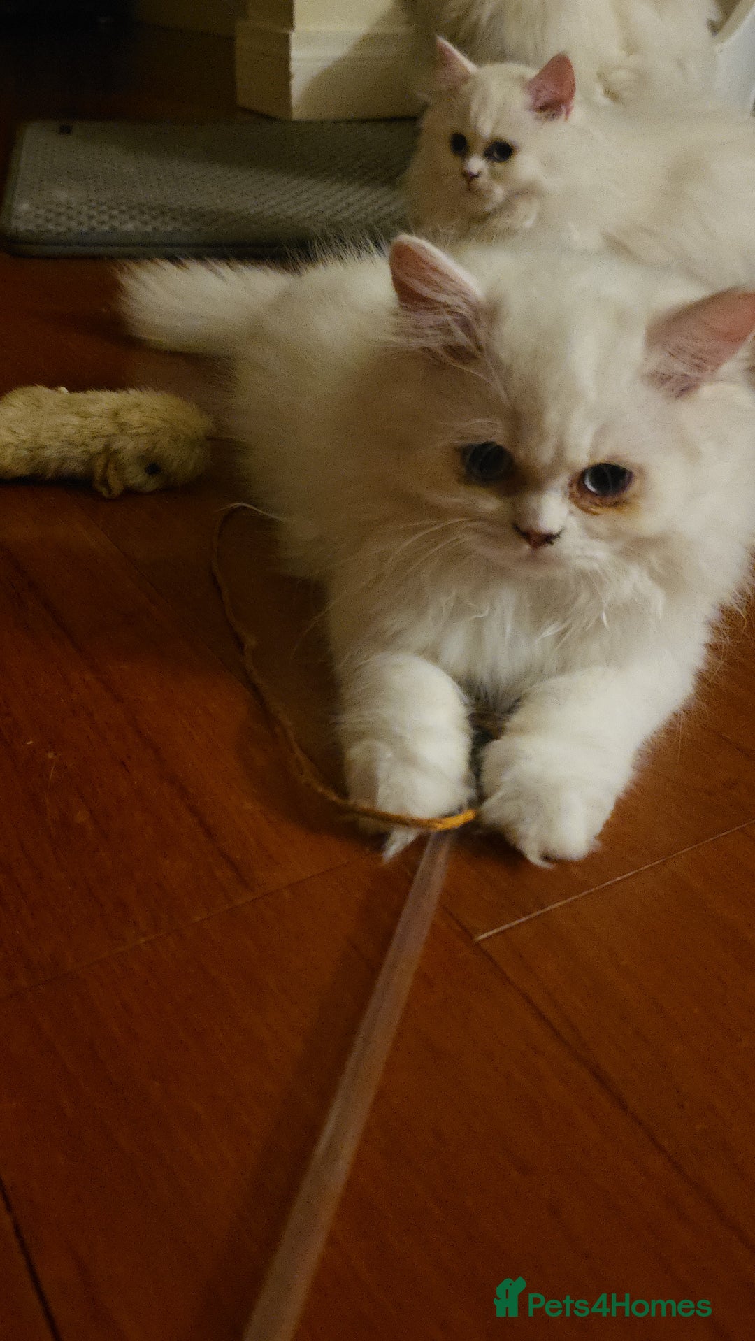 Persian cats for sale: 2 white lovely Persian female kittens  - Image 6