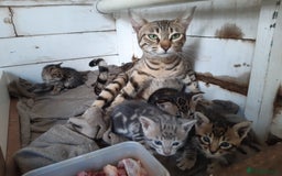 Savannah cats for sale: Savanna kittens  - Image 2