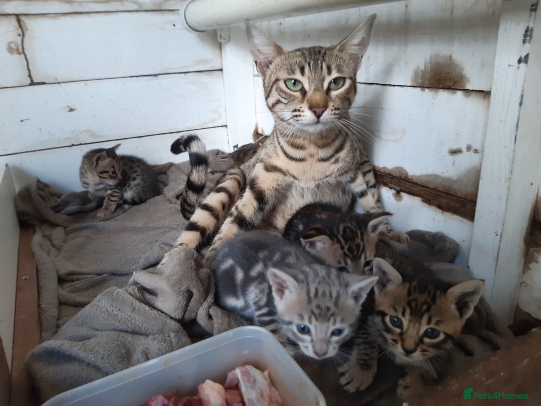 Savannah cats for sale: Savanna kittens  - Image 2