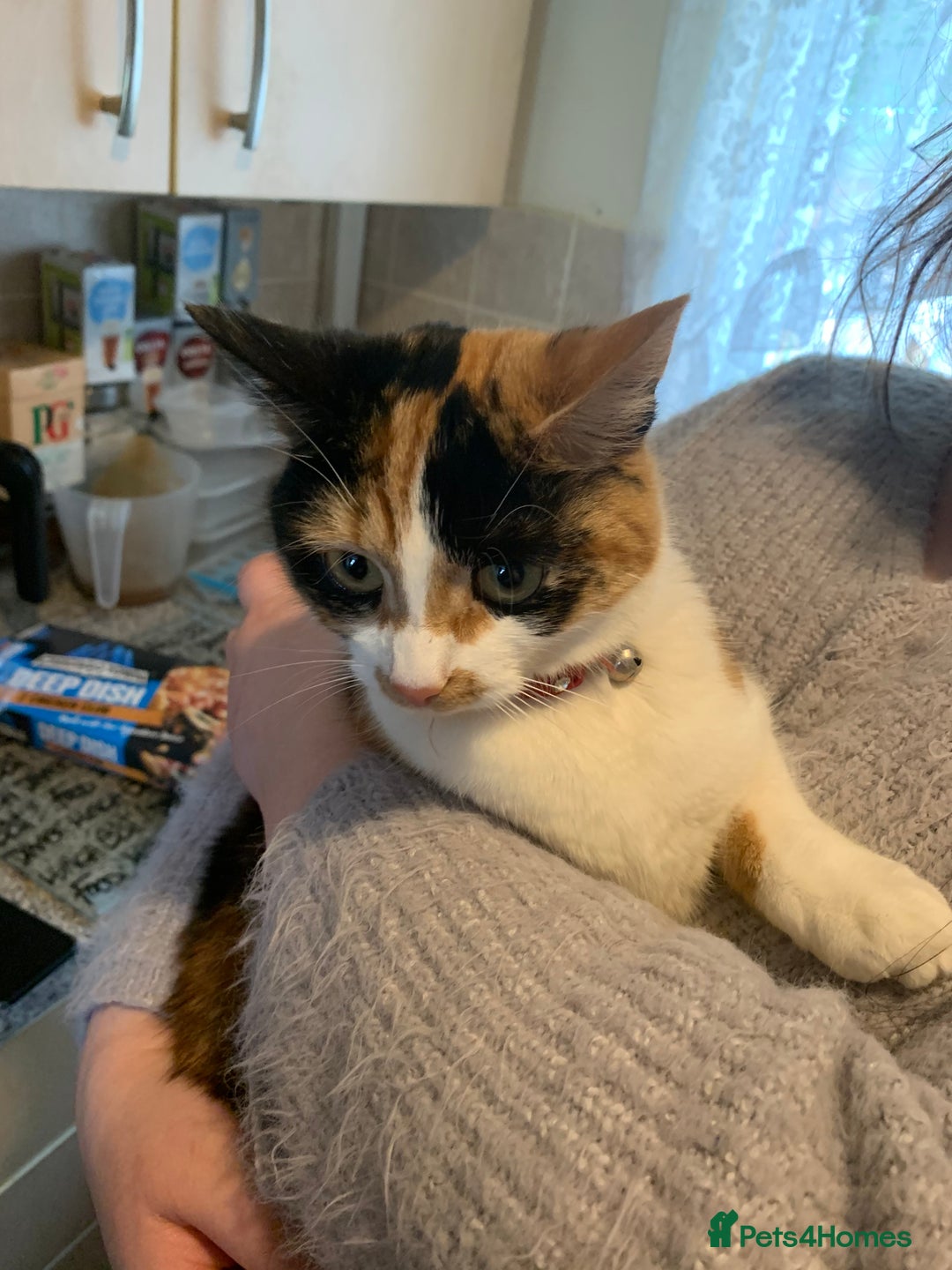Mixed Breed cats for sale: Kittens for sale  - Image 13