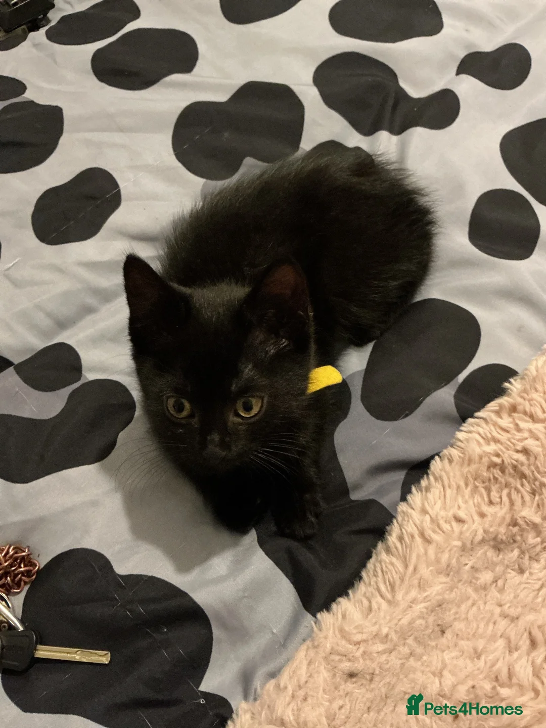 Mixed Breed cats for sale: 1 fluffy black kitten for sale £40 - Advert 2