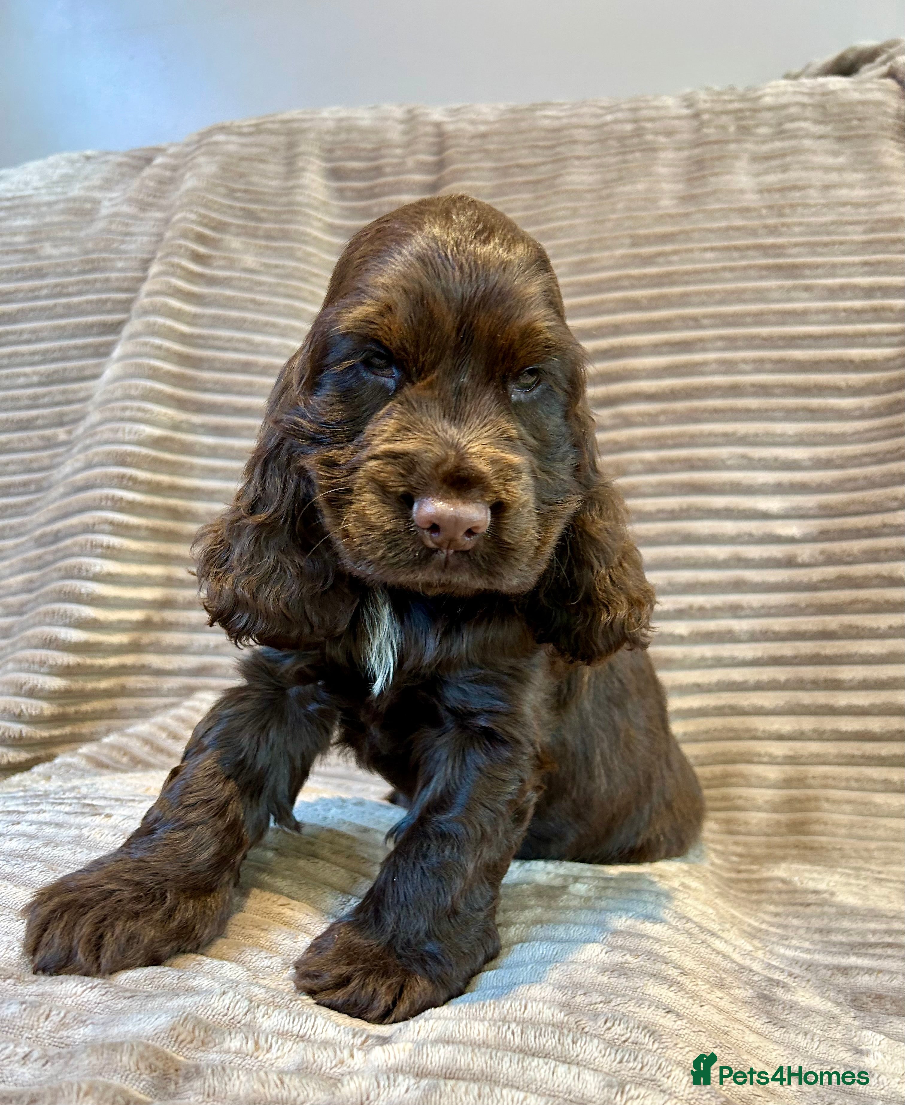 Cocker Spaniel dogs Kc reg show cocker boys extensively dna clear  - Advert 6
