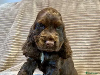 Cocker Spaniel dogs Kc reg show cocker boys extensively dna clear - Advert 6