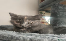 Ragdoll cats for sale: Beautifully half ragdoll kittens  - Image 9