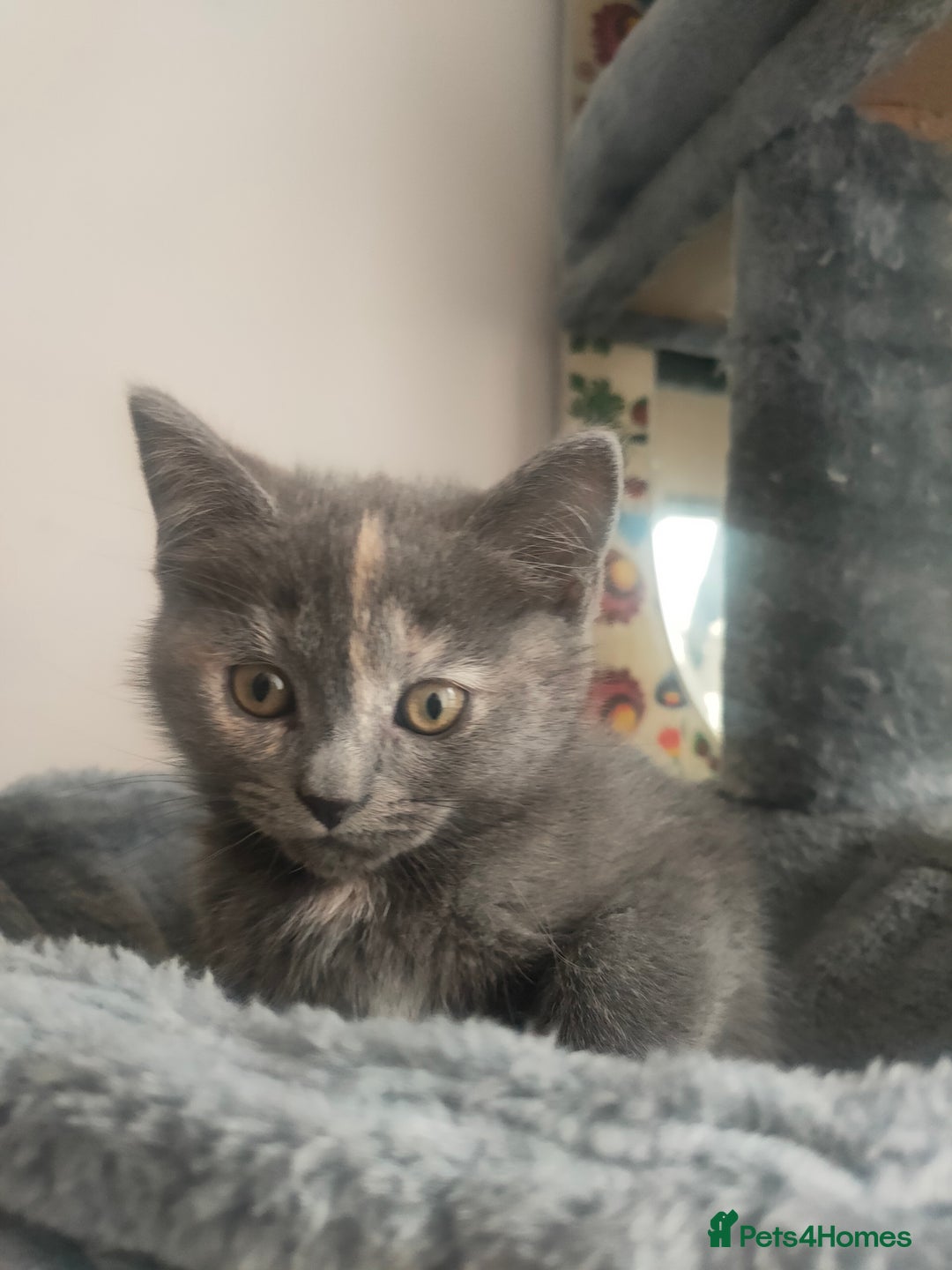 Ragdoll cats for sale: Beautifully half ragdoll kittens  - Image 9