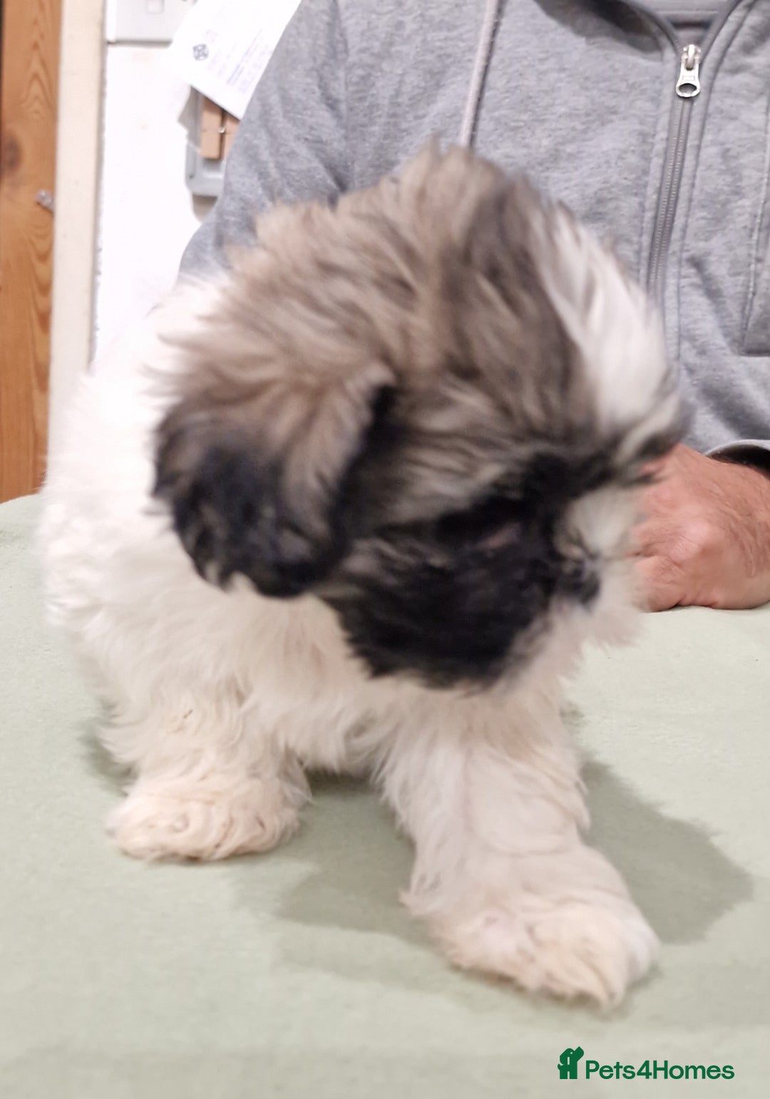 Shih Tzu dogs for sale:  2 lovely girls Shih Tzu Puppies!  - Advert 6