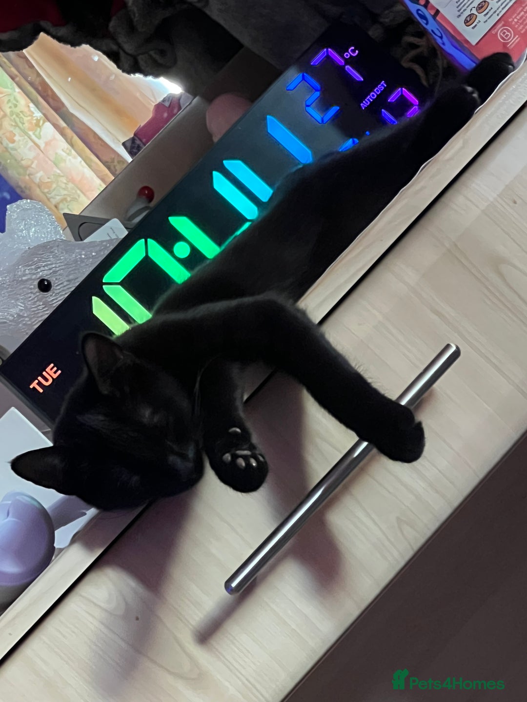 Mixed Breed cats for sale: A black cat - Image 5