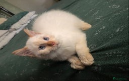Mixed Breed cats for sale: Gorgeous ragdoll mum and her 2 sons😻 - Image 1