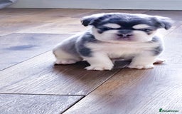 French Bulldog dogs for sale: Five star 🌟 Homes needed  - Image 5
