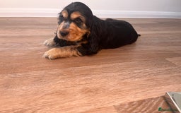 Cocker Spaniel dogs for sale: Show type cocker spaniel  - Image 5