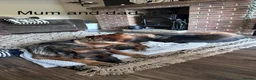 German Shepherd dogs for sale: Purebred German shepherd puppies  - Advert 25