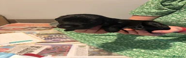 Cocker Spaniel Puppy 5
