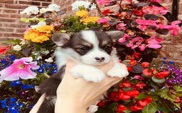 Welsh Corgi Pembroke dogs for sale: Pedigree, health tested parents, licensed breeder - Image 9